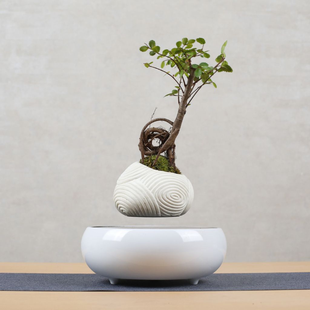 Magnetic Levitation Potted Plant – Creative Gift & Furniture Decoration